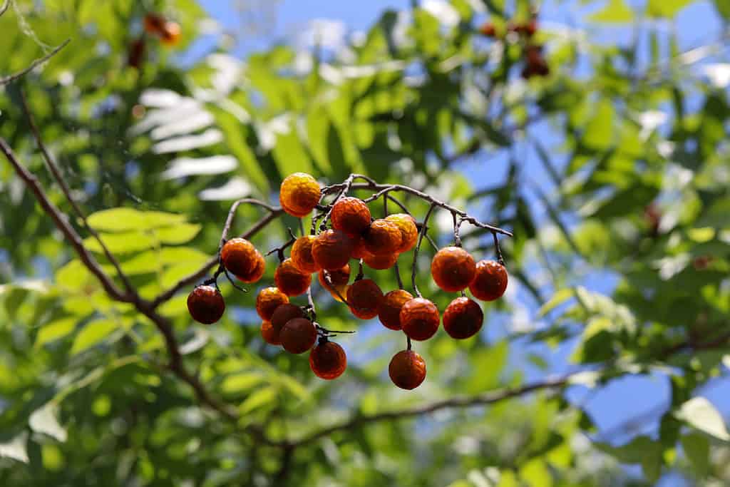 Il piccolo frutto arancione del soapberry è tossico per l'uomo.
