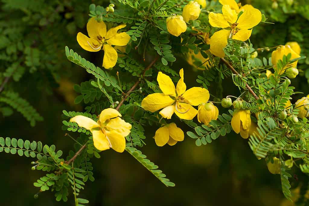 La cassia del deserto prospera nelle zone più aride di Porto Rico.