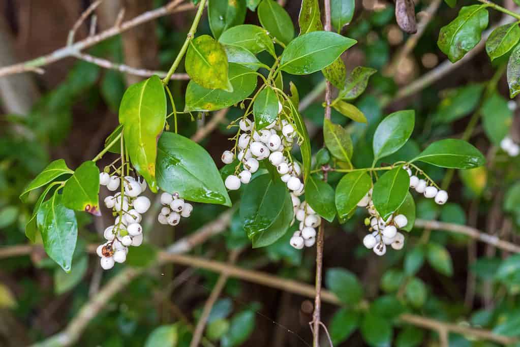 Il West Indian Milkberry è un membro della famiglia del caffè.