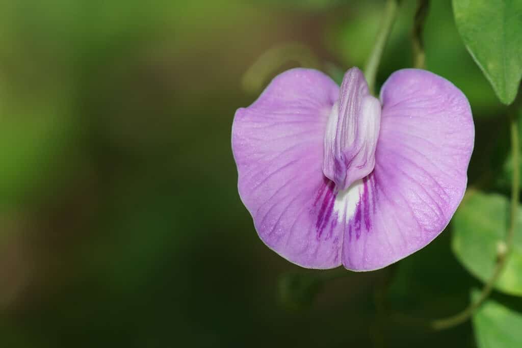 I vistosi petali del pisello farfalla speronato lo rendono uno dei preferiti dai fotografi.
