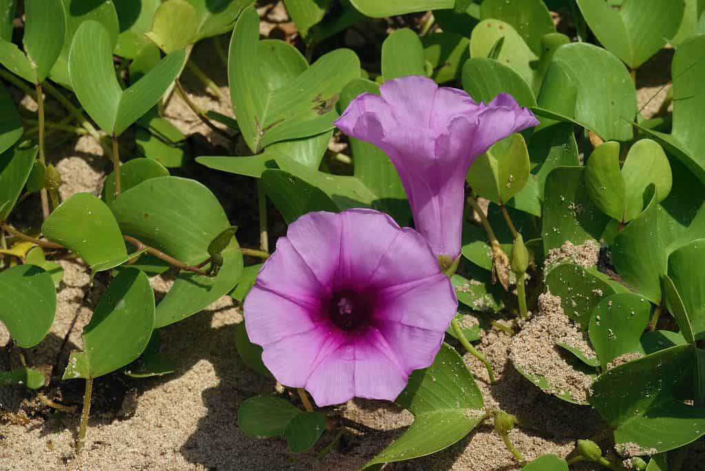 fiori da piantare a maggio