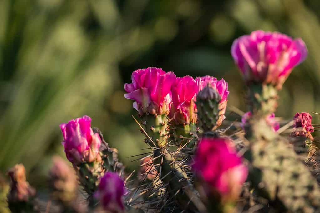 I fiori del fico d'india sono luminosi e vibranti.