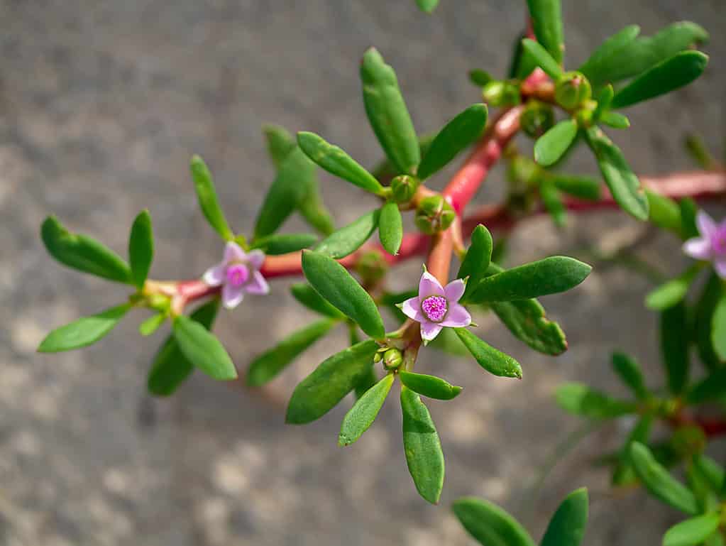 I fiori rosa brillante della portulaca marina creano un bellissimo contrasto con le foglie carnose verde scuro.