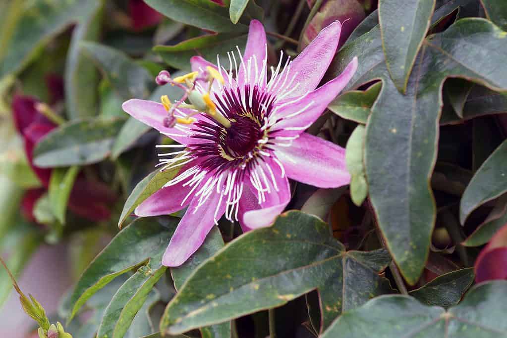 Per il suo colore, l'amore di montagna nella nebbia è noto anche come passiflora rosa.