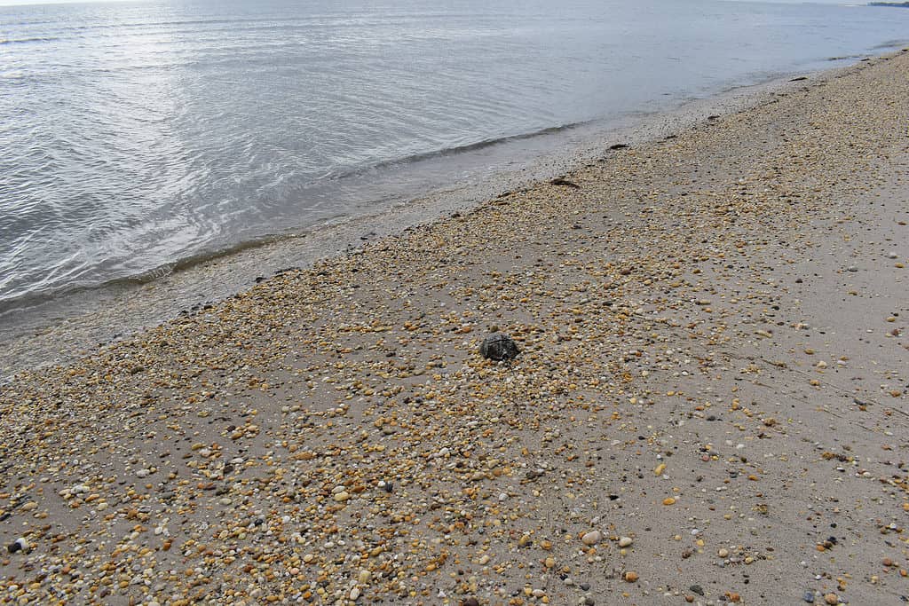 Spiaggia del massacro