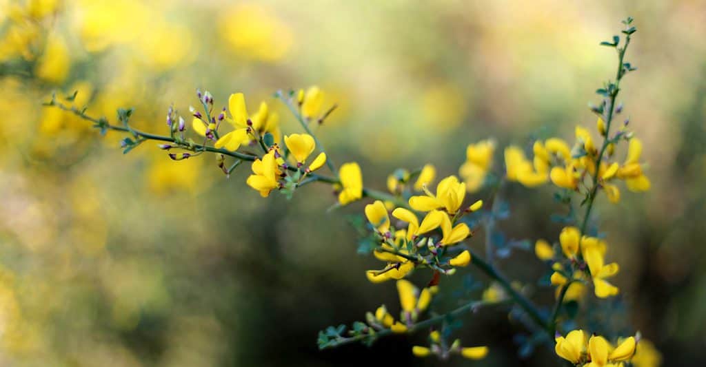 indaco selvatico giallo