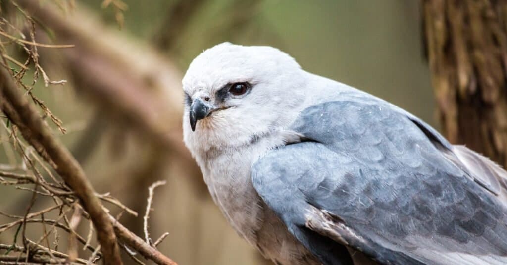 Un Mississippi Kite su un palo mentre cerca cibo.