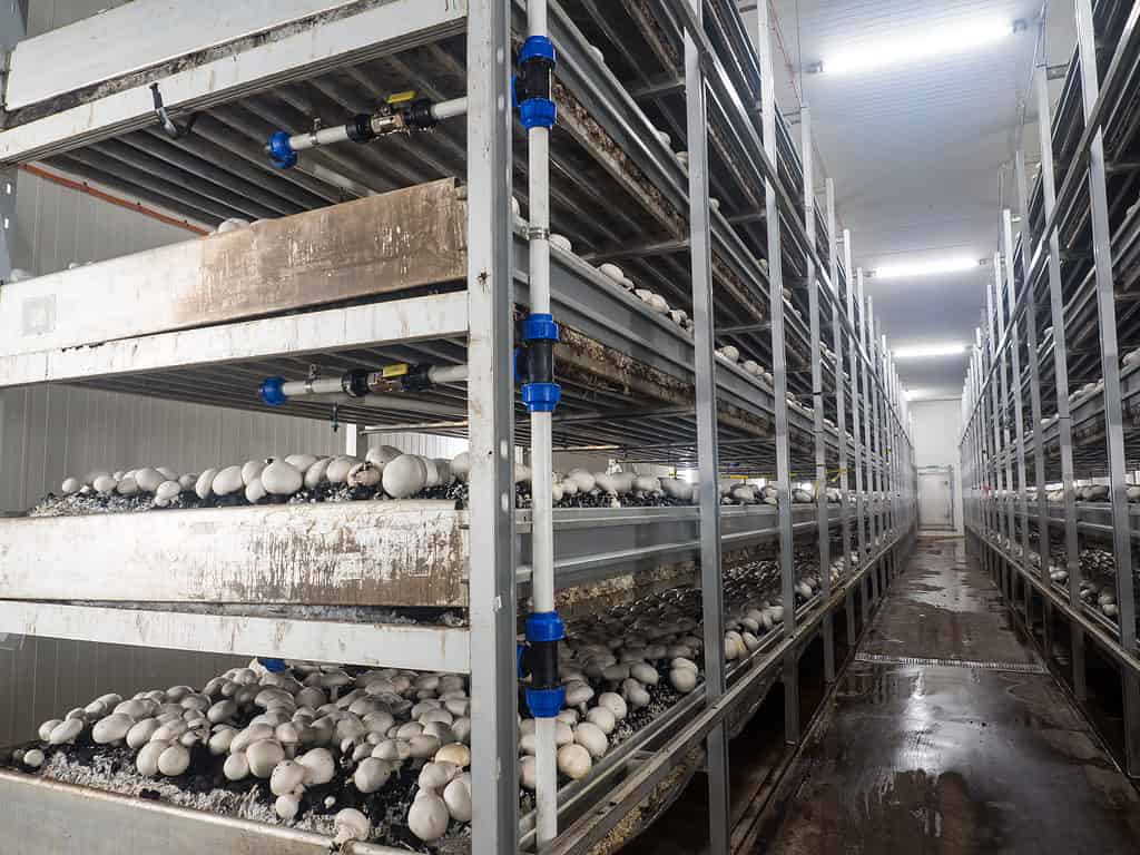 Funghi champignon coltivati ​​indoor