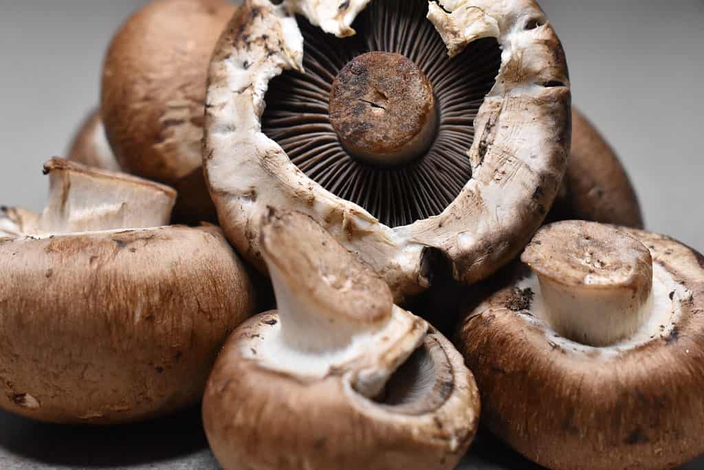 I funghi baby bella vengono raccolti più tardi dei funghi champignon