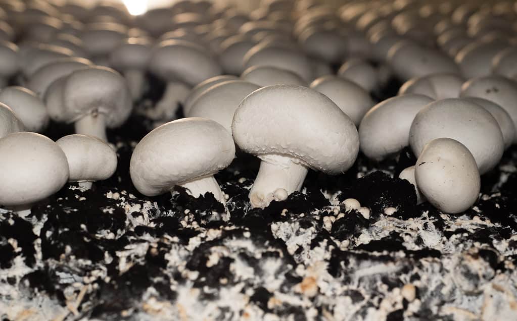 Fungo bianco (Agaricus bisporus)
