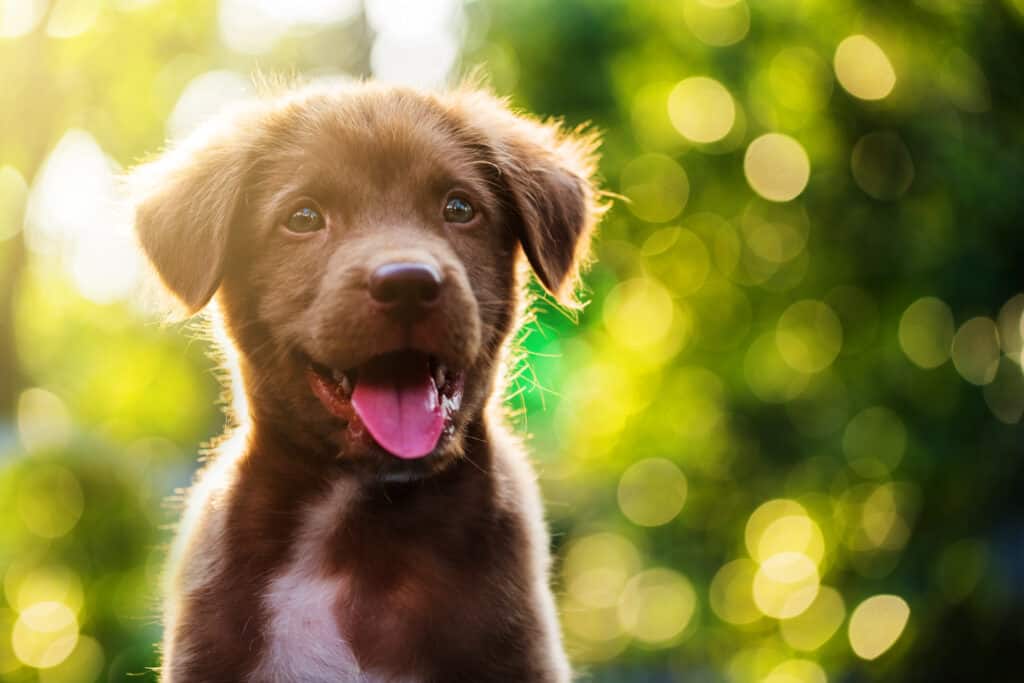 cucciolo