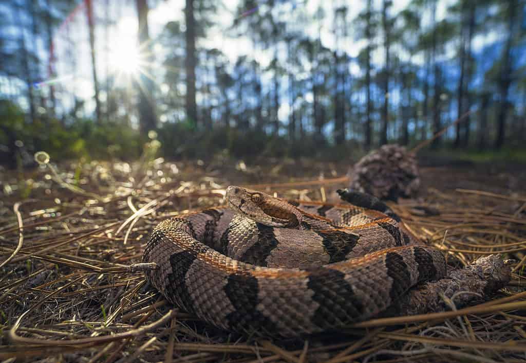 serpente a sonagli di legno