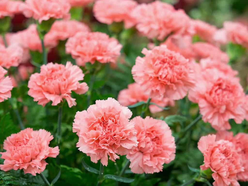 I garofani contro le peonie sono entrambi alcuni dei più antichi fiori coltivati