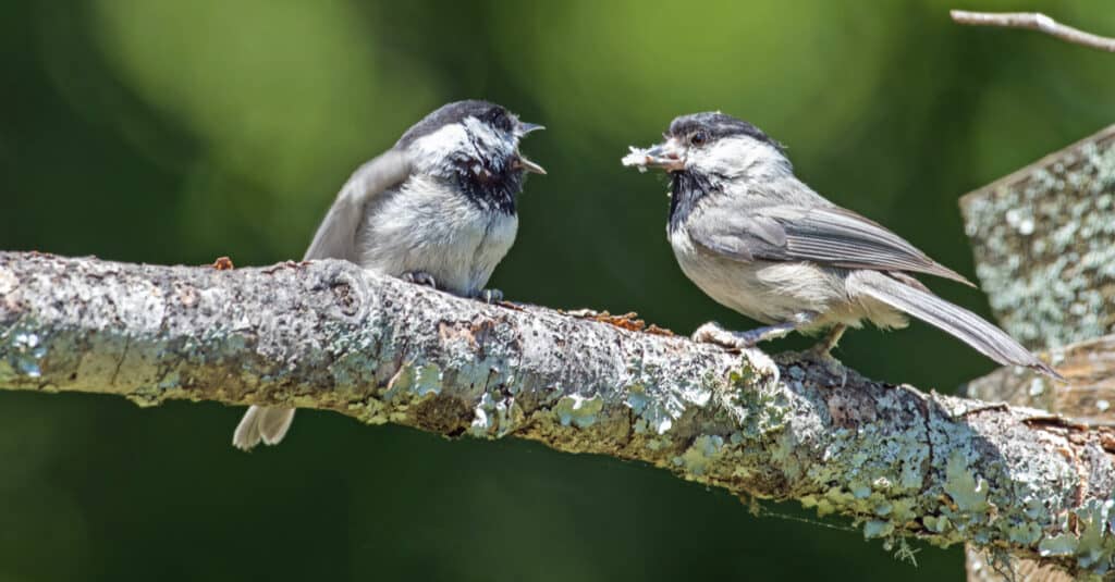 Un Chickadee dal cappuccio nero nutre il suo pulcino su un ramo