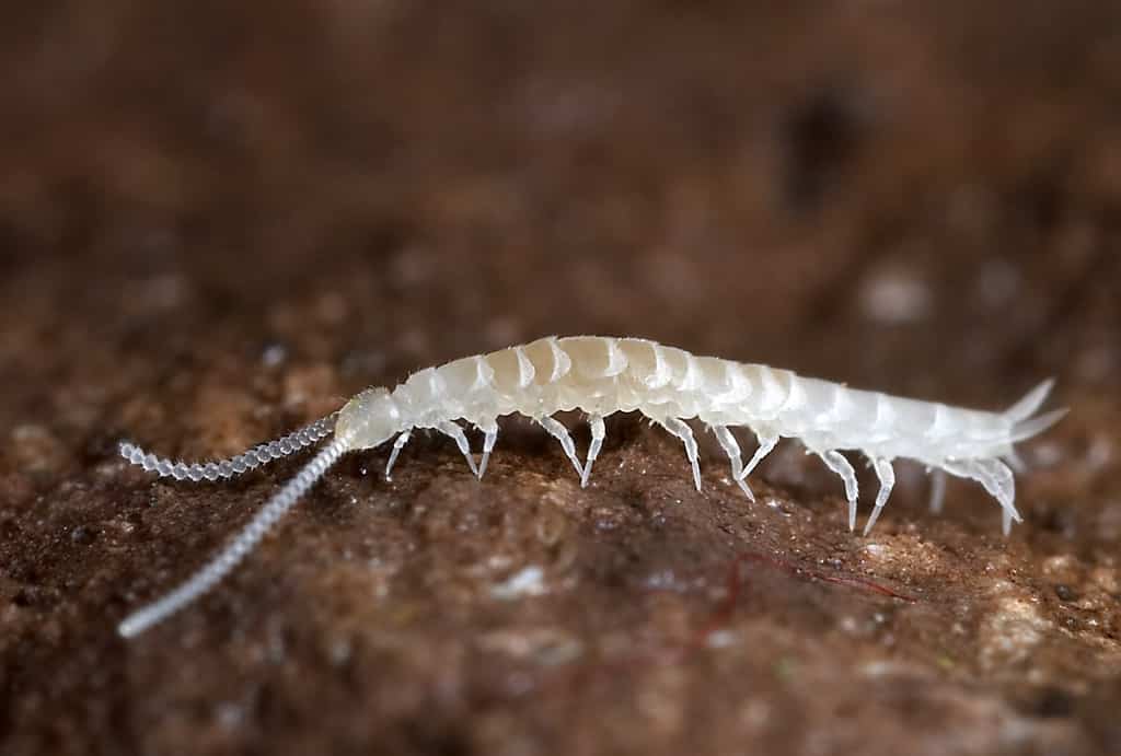Pseudocentipedi