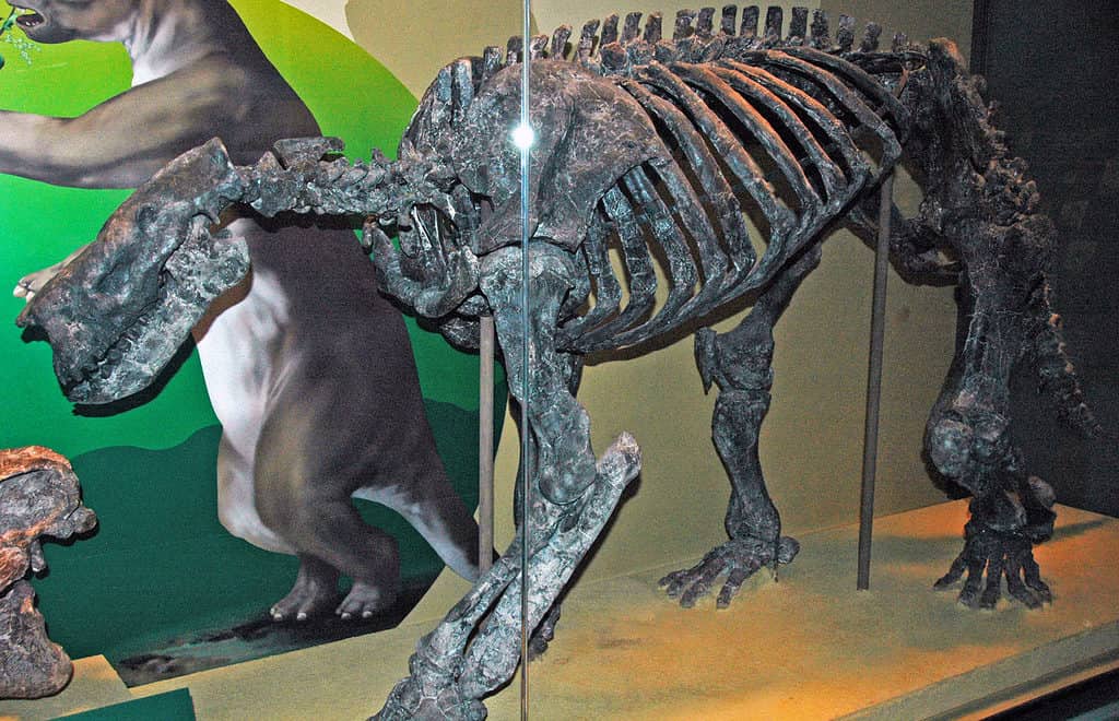Fossile dello scheletro di Barylambda