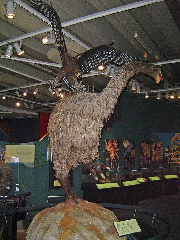Haastseagle attaccamoa