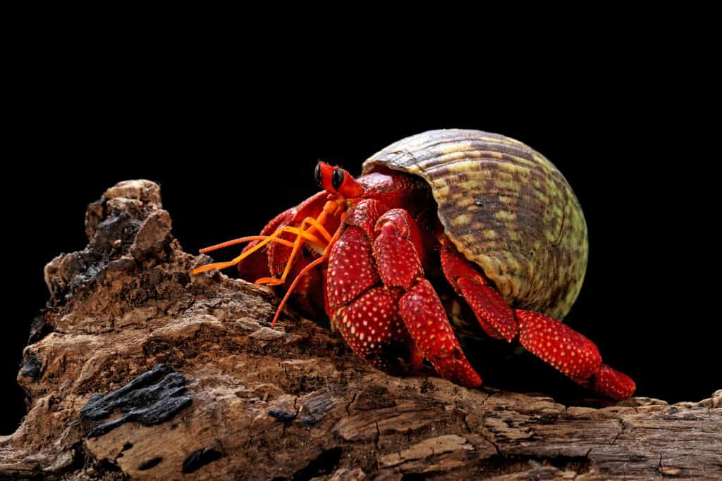 Un granchio eremita fragola di profilo in piedi su un pezzo di legno su uno sfondo nero