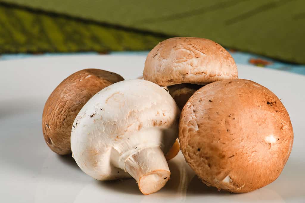 funghi marroni sul piatto