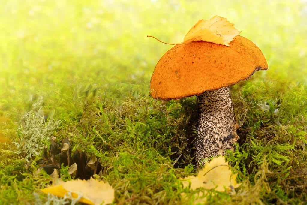 Fungo bolete ricoperto di arancia