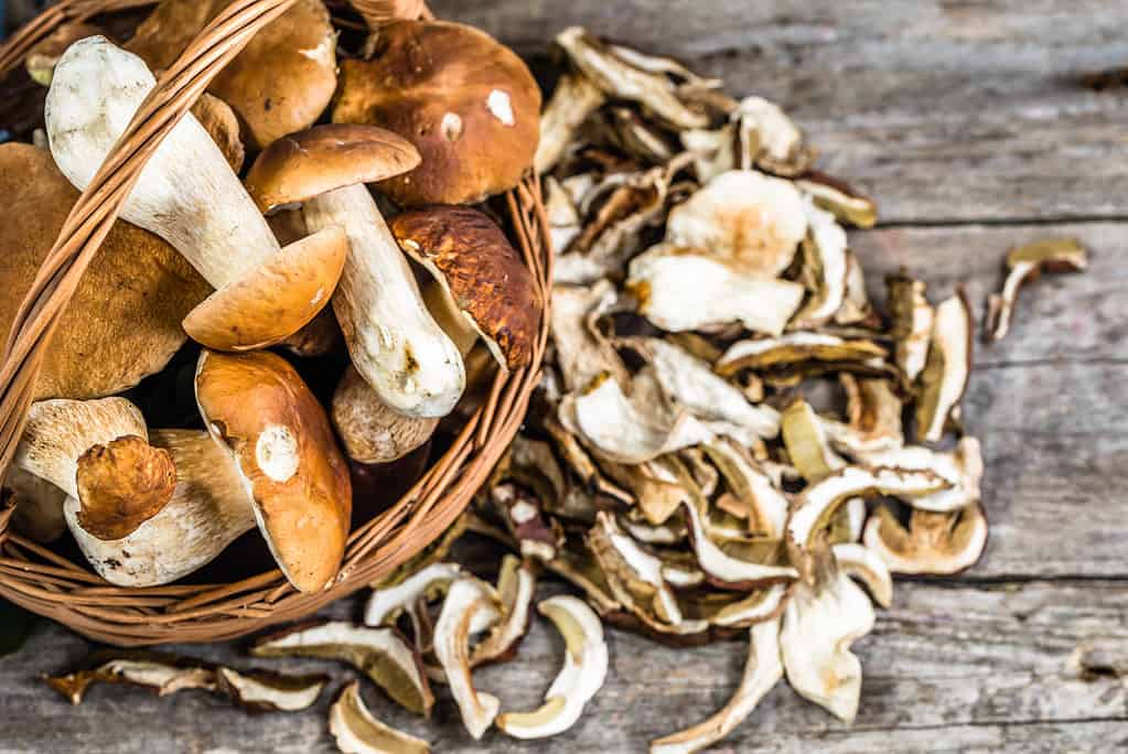 Funghi porcini secchi e freschi in un cestino