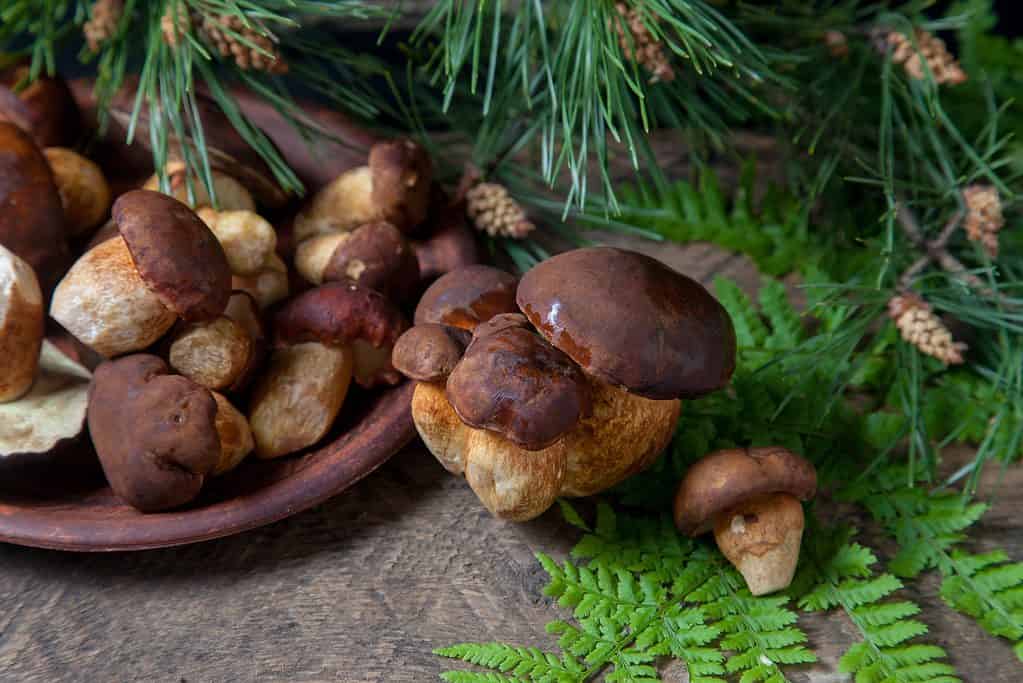 porcini in una ciotola con felci e vegetazione sullo sfondo