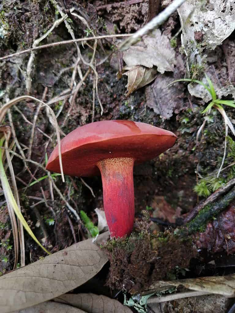 porcino rosso/viola tagliato a fungo