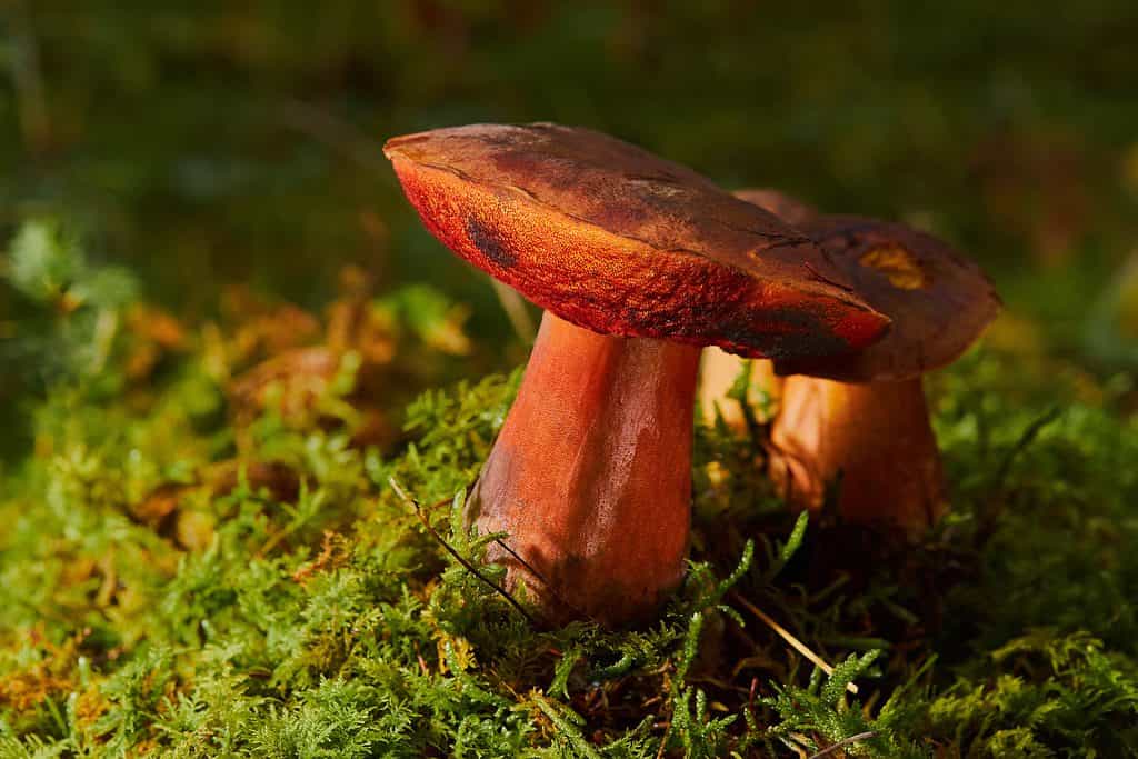 funghi commestibili che crescono nel muschio