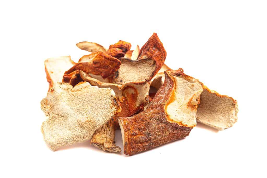 Funghi secchi di aragosta