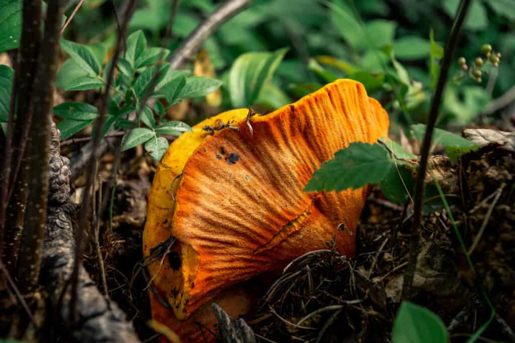 fungo di aragosta nella foresta