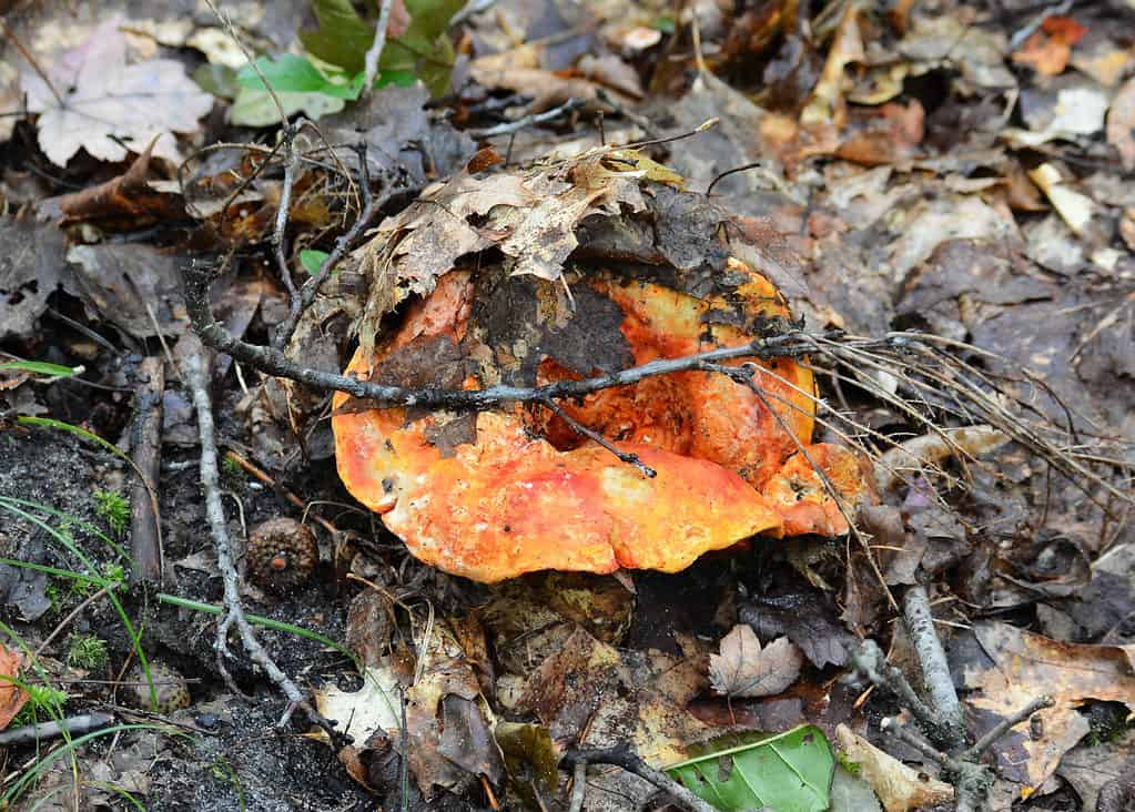 Fungo di aragosta seminascosto tra terra e foglie