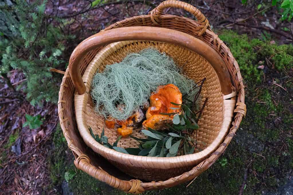 Cesto con funghi di aragosta, muschio aereo e altre cose dal foraggiamento