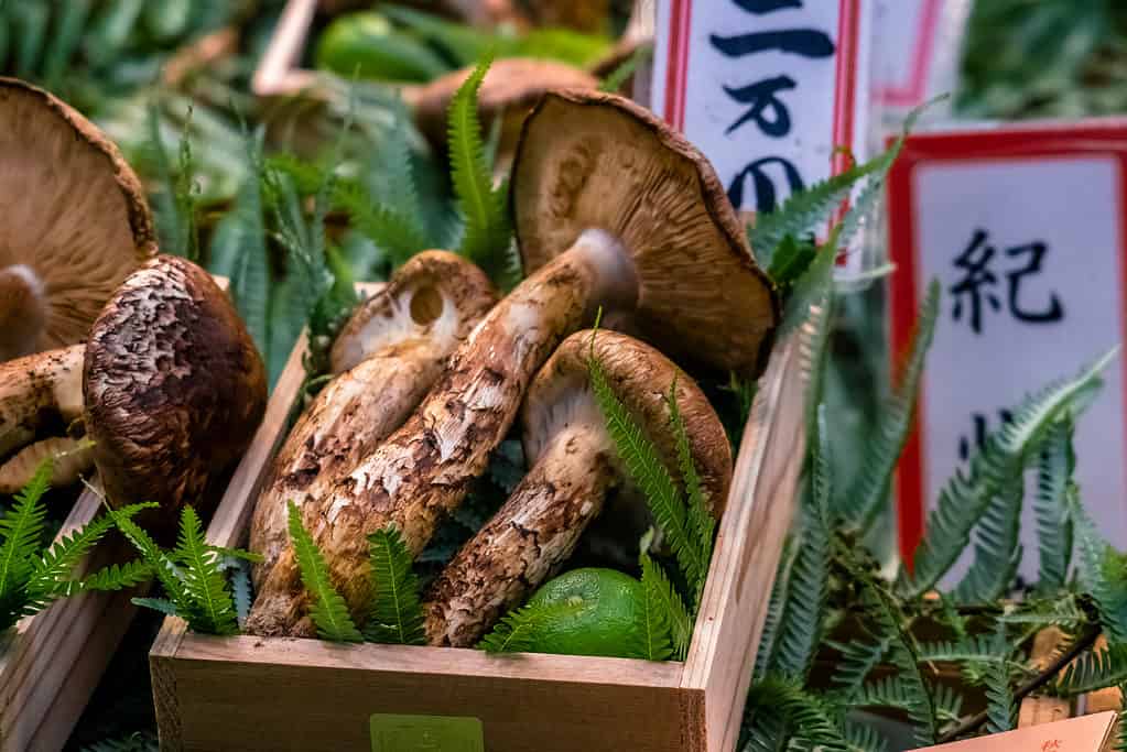 Funghi matsutake in un cestino