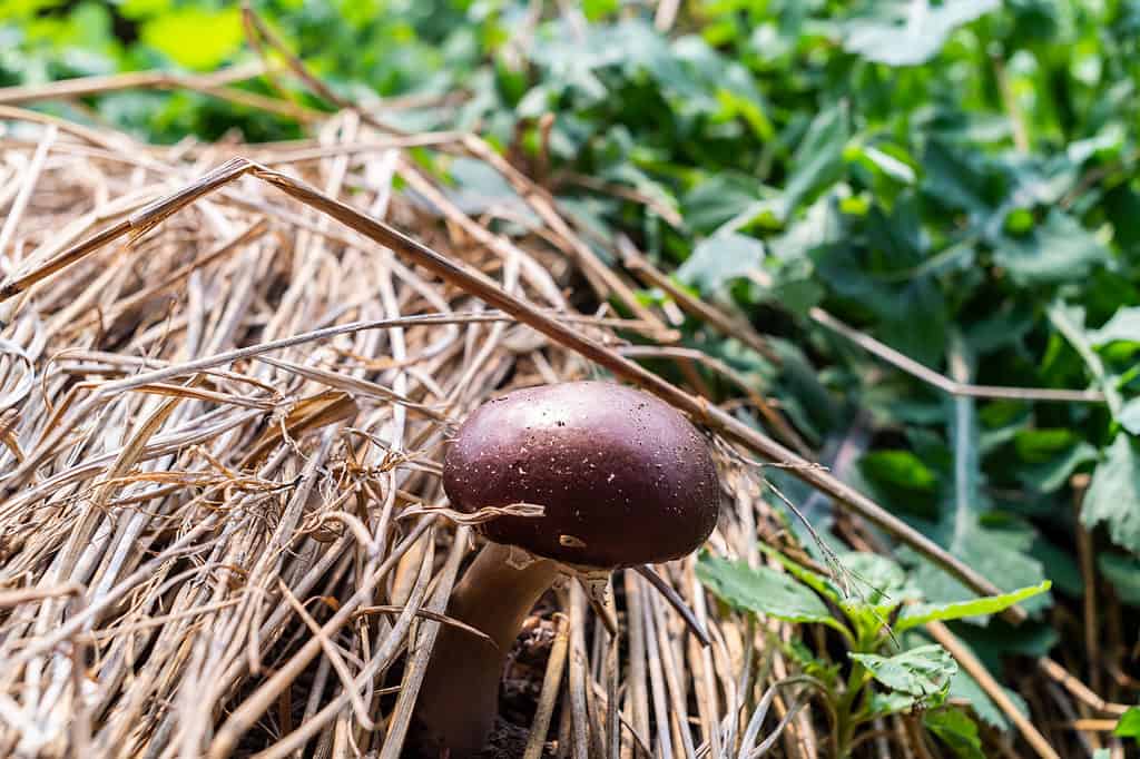 Matsutake spunta tra gli aghi di pino nella foresta
