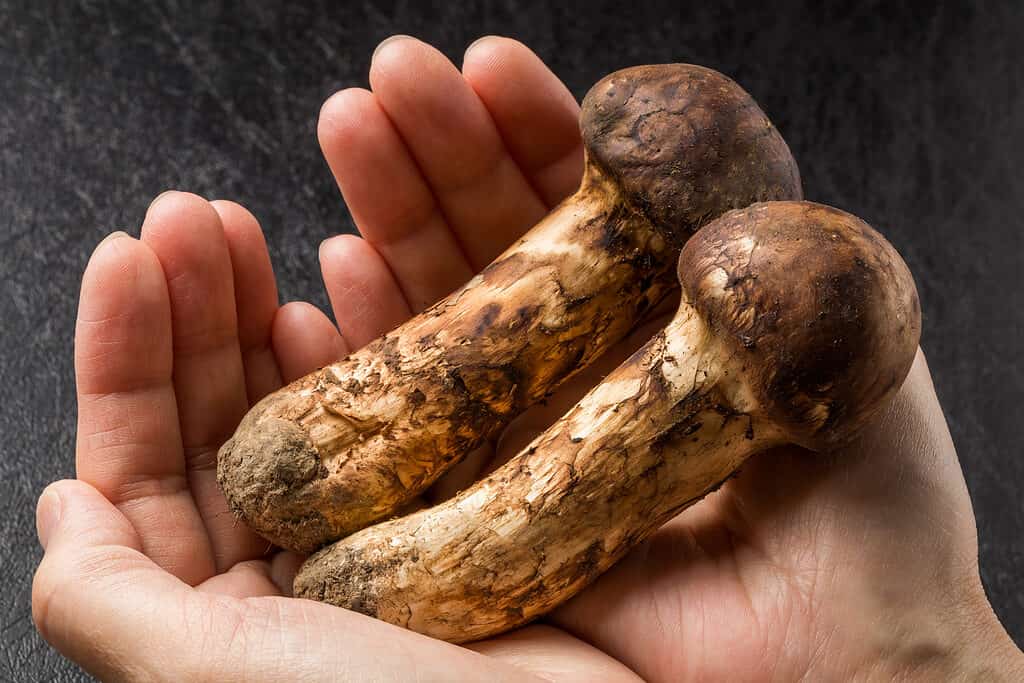 mani che tengono i funghi matsutake