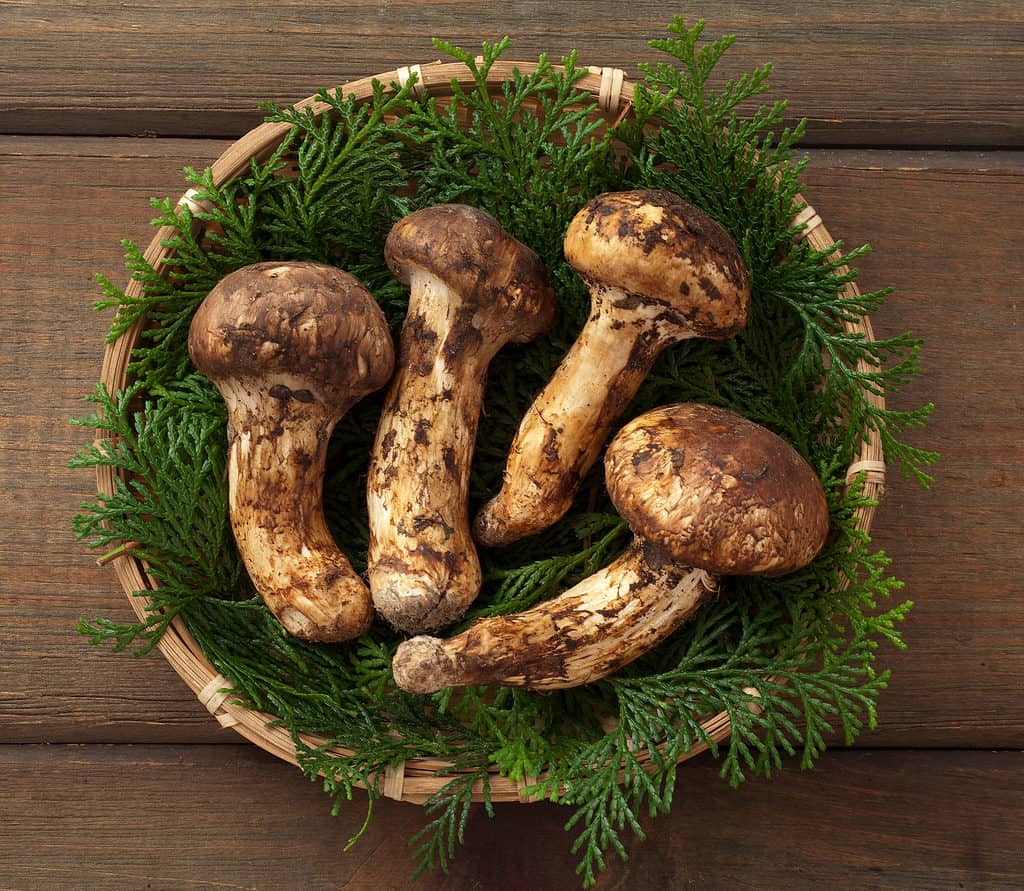Matsutake in un cestino con aghi di confier
