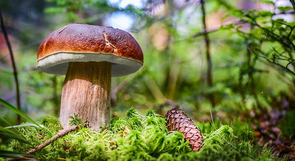 Fungo Re Porcino - Boletus edulis