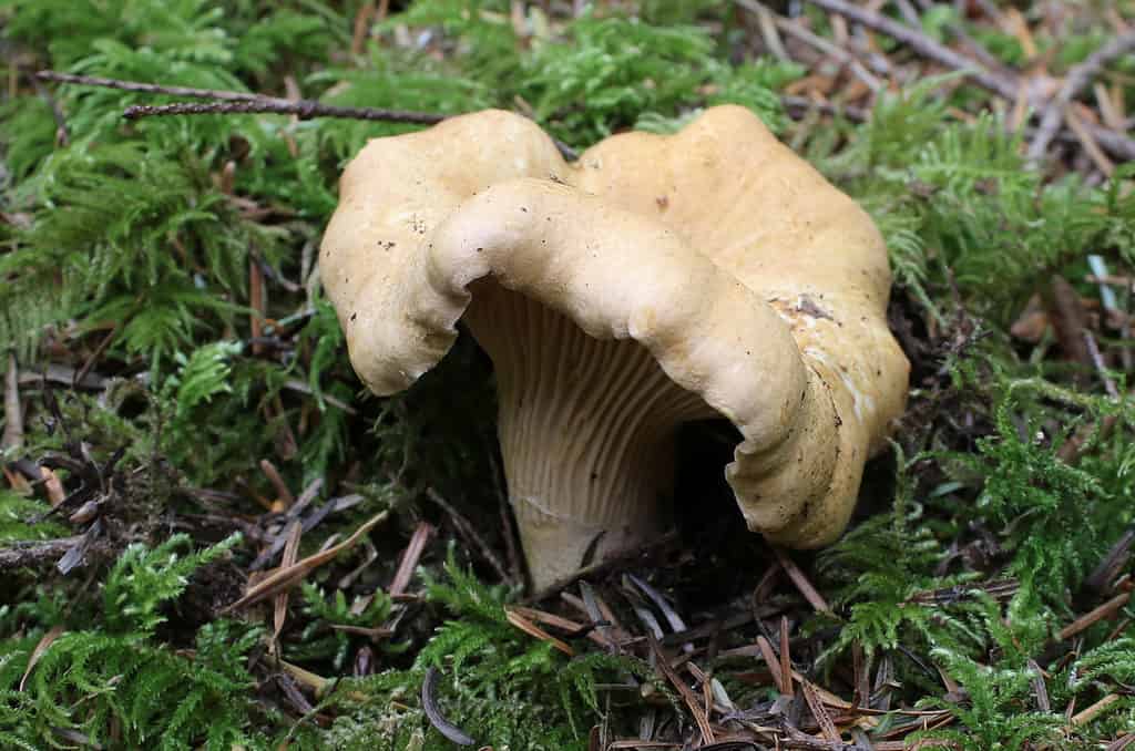 Pacific Golden Chanterelle - Bel galletto