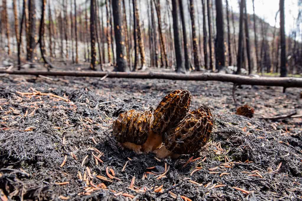 Un grappolo di spugnole di fuoco
