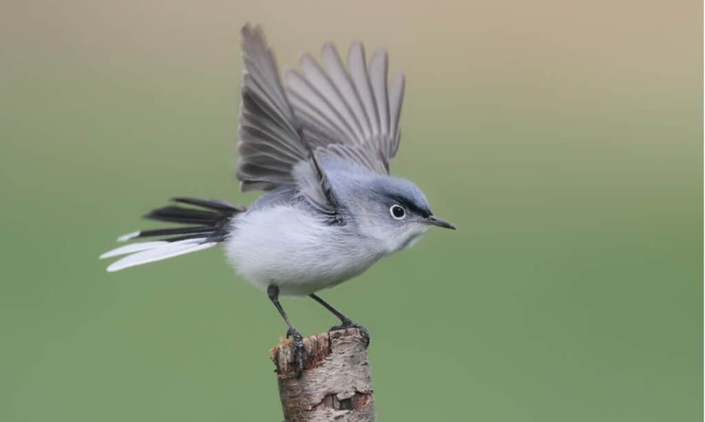 La lunghezza di uno gnatcatcher grigio-blu è di quattro o cinque pollici e la sua altezza è di tre o quattro pollici.