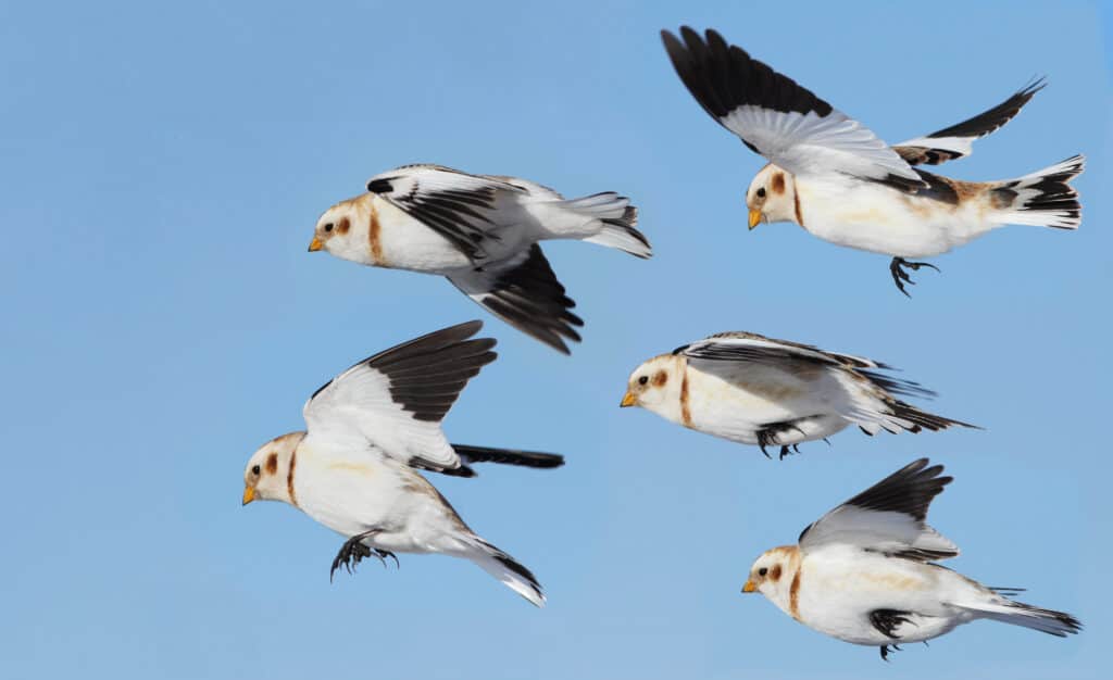 Snow Buntin in volo