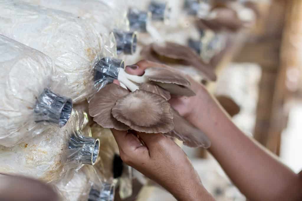Funghi ostrica coltivati ​​in sacchi pieni di substrato