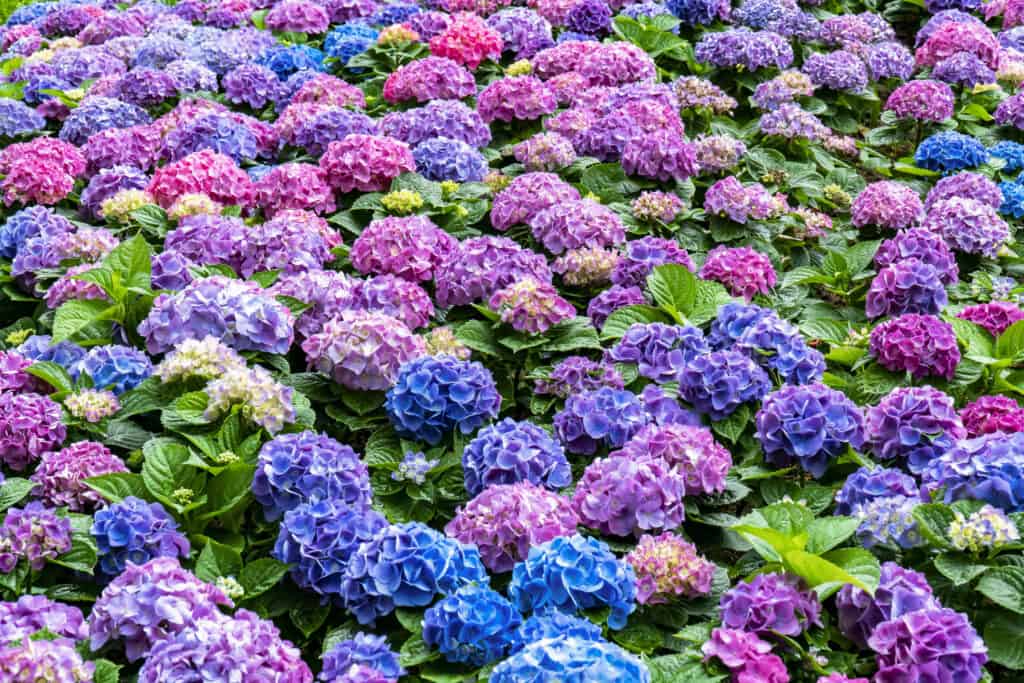 Giardino fiorito di ortensie