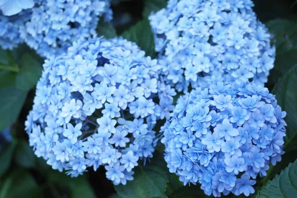 Ortensie blu Endless Summer