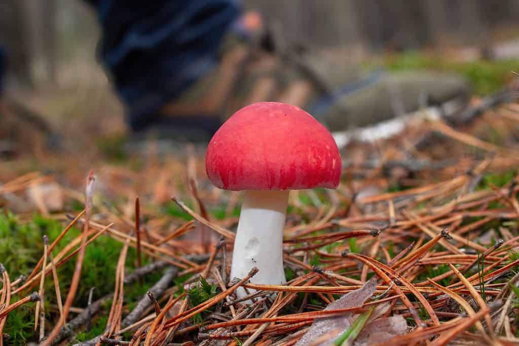 Russula con cappuccio rosso che cresce allo stato selvatico