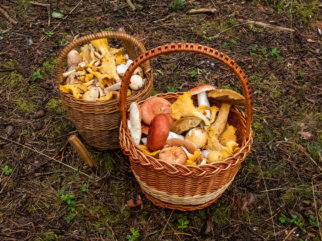2 cestini di funghi da foraggiamento