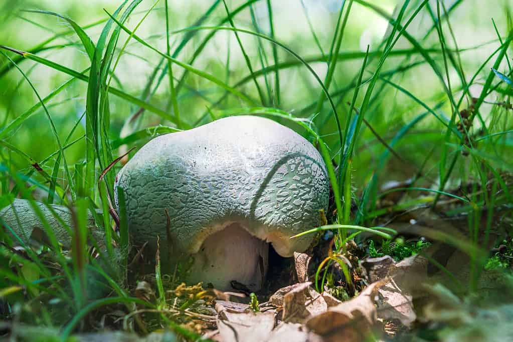 Russula virescens, un fungo russo verde commestibile