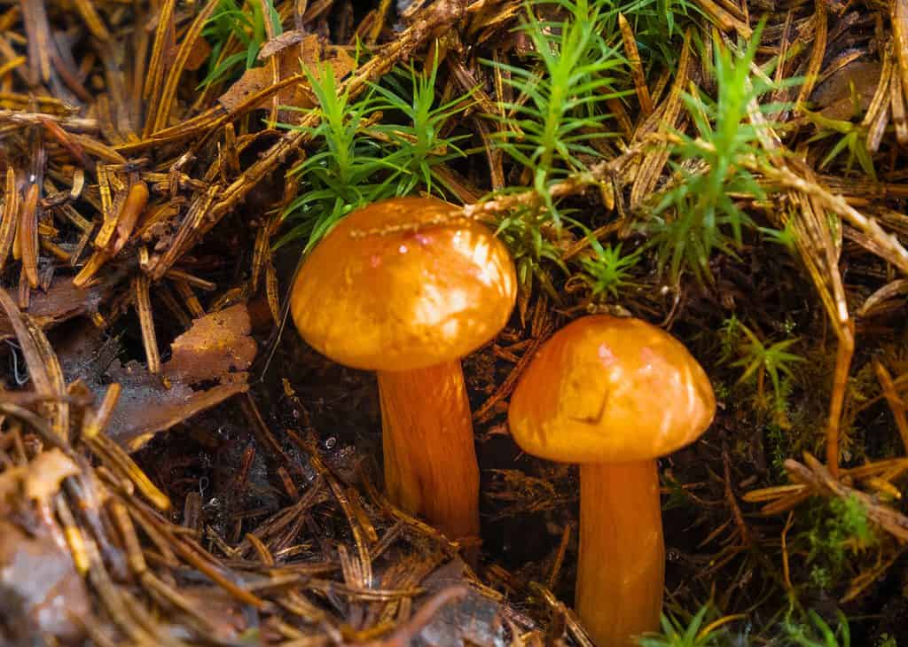 Funghi russula giallo brillante che crescono selvatici