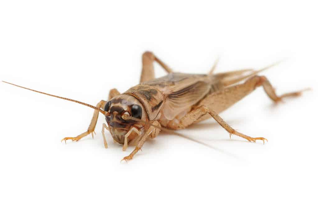 Casa grillo (Acheta domesticus) su uno sfondo bianco