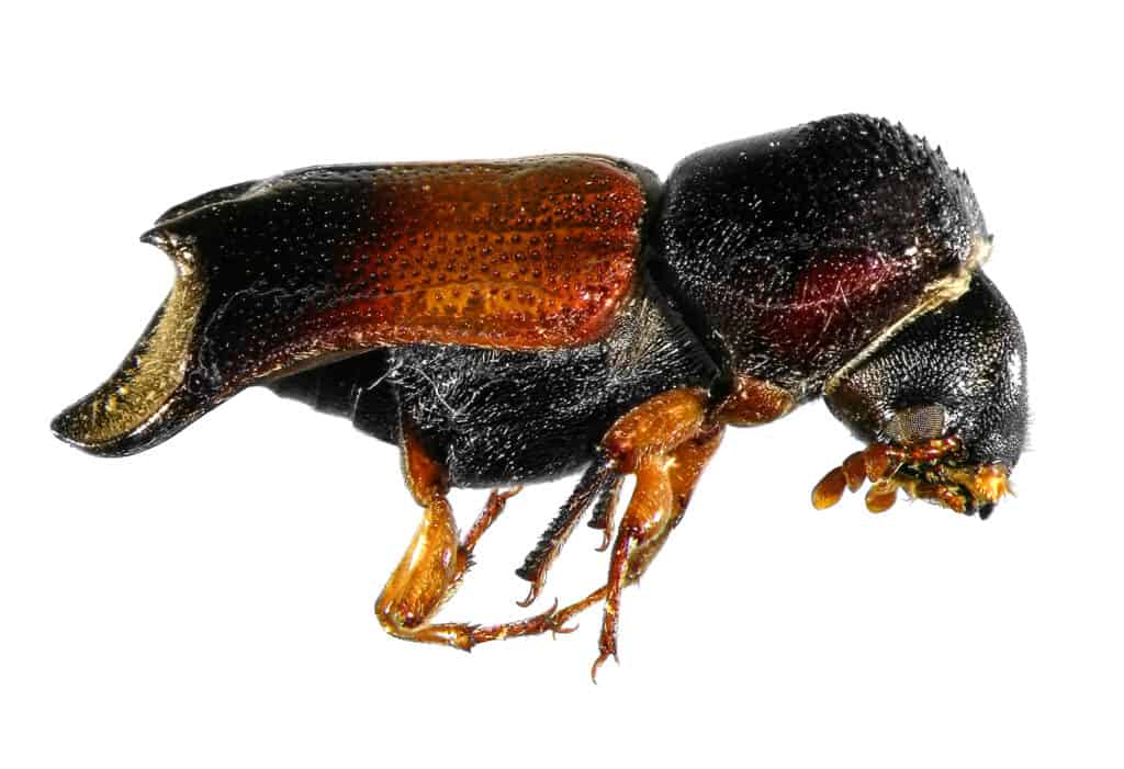 Scarabeo della polvere